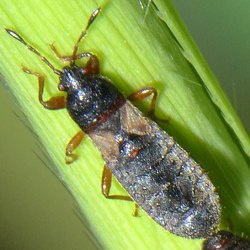 Dimorphopterus blissoides